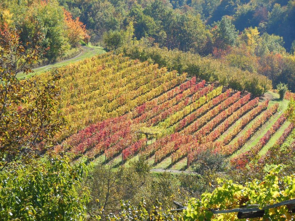 Agriturismo Affittacamere Barbarossa Dogliani Dış mekan fotoğraf